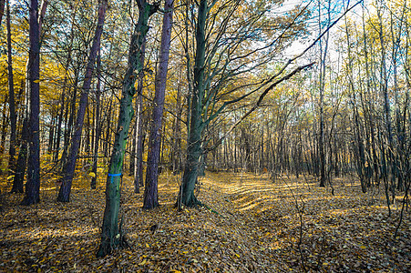 森林植物叶子荒野晴天树木太阳公园射线旅行蓝色图片