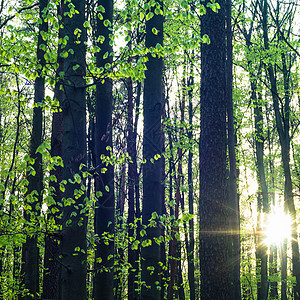 树木树蓝色木头晴天国家生态叶子天空农村阳光天气图片