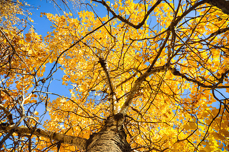 森林树木墙纸荒野叶子阳光射线蓝色木头公园小路图片