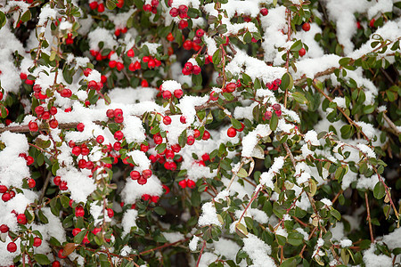 冬季背景 有红色的峡谷和雪树叶植物群风景浆果白色枸子衬套灌木花园图片