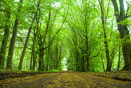 树木树木头公园环境森林草地季节叶子国家天气蓝色图片