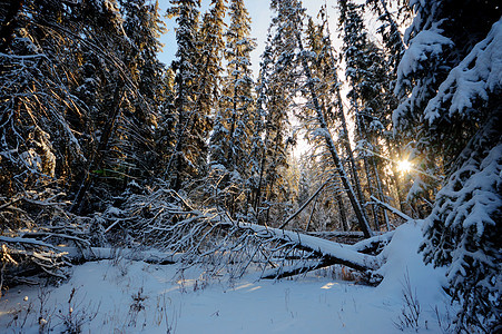 森林冬季旅行爬坡场景太阳天空下雪蓝色荒野美丽木头图片