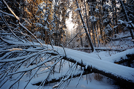 森林冬季树木季节天空晴天阳光美丽下雪荒野公园太阳图片