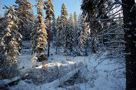 森林冬季美丽木头云杉爬坡公园季节下雪场景天气树木图片