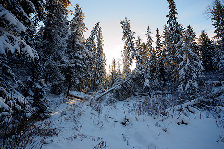 森林冬季雪花天空降雪爬坡场景晴天美丽下雪荒野公园图片