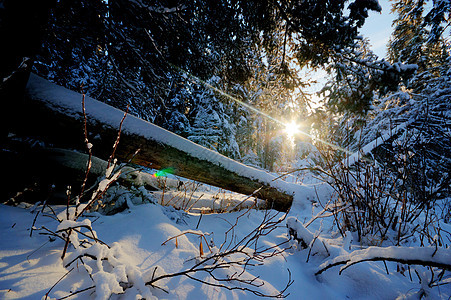 森林冬季公园降雪阳光树木美丽太阳天空云杉蓝色天气图片