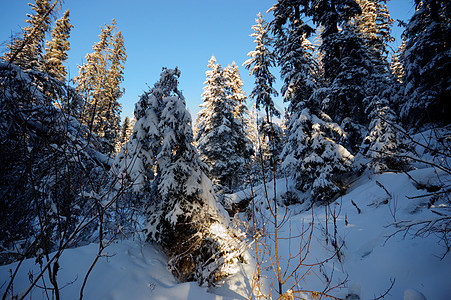 森林冬季雪花木头场景云杉环境蓝色下雪旅行降雪美丽图片