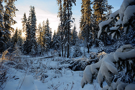 森林冬季天空云杉荒野蓝色阳光季节美丽场景晴天太阳图片