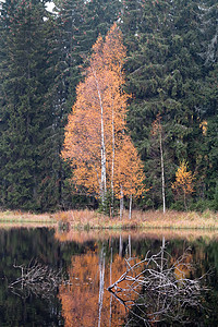 在湖边的秋天伯奇图片
