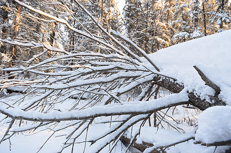 森林冬季荒野场景天空爬坡晴天环境美丽公园下雪太阳图片
