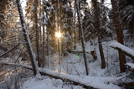 森林冬季场景荒野下雪天空雪花美丽云杉降雪木头太阳图片