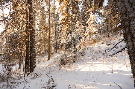 森林冬季木头美丽太阳环境天气天空爬坡蓝色公园雪花图片