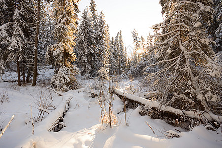 森林冬季场景季节晴天树木太阳天空公园雪花蓝色美丽图片