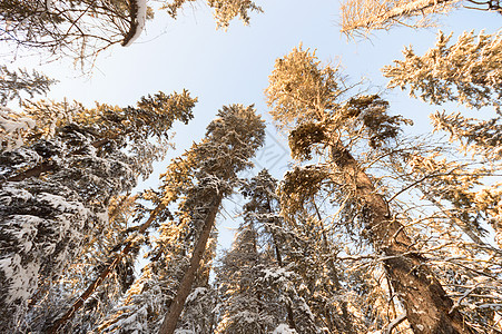 森林冬季天空阳光季节下雪木头雪花蓝色场景晴天爬坡图片
