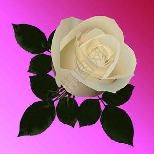 粉红色背景上的白玫瑰的矢量图片 没有踪迹图片