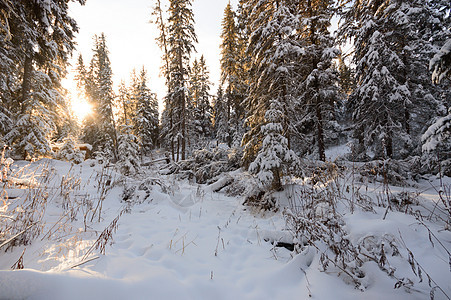 森林冬季天气云杉公园旅行阳光美丽场景下雪木头爬坡图片