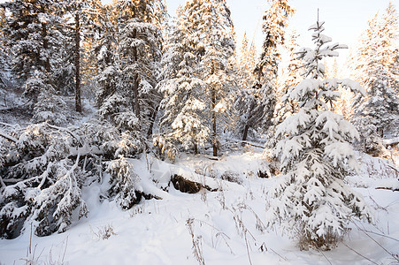森林冬季晴天季节荒野爬坡雪花美丽公园天空降雪阳光图片