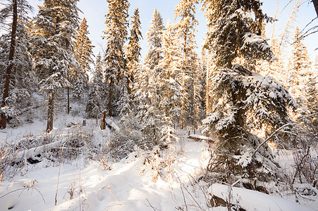 森林冬季云杉美丽木头蓝色荒野降雪下雪雪花季节晴天图片