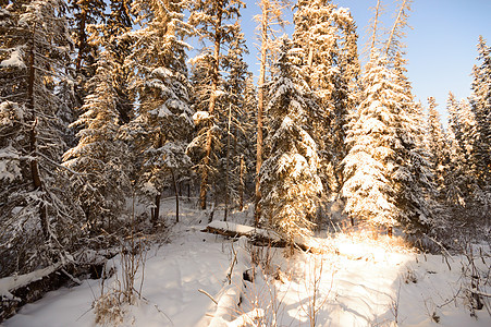 森林冬季树木天空下雪太阳蓝色云杉旅行木头降雪雪花图片