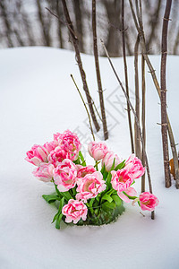 雪中新鲜鲜花花园生活树枝天气季节说谎公园香气唤醒郁金香图片