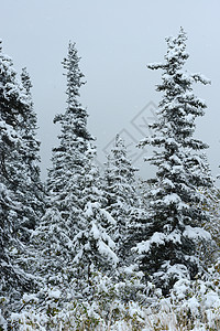 以阿拉斯加雪为单位森林白色天气荒野图片