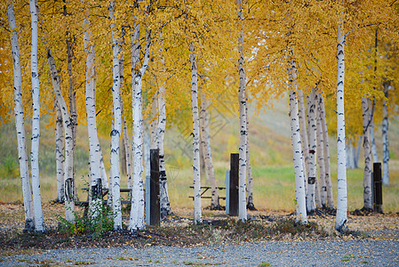 黄秋秋金子叶子橙子树木风景森林季节黄色公园背景图片