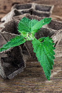 木桌顶上的草药枝条植物小枝香气园艺植被植物群花园芳香草本植物图片