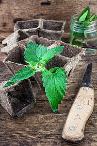 木桌顶上的草药食物香气叶子薄荷健康植被植物群草本植物香脂香味图片