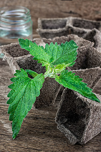 木桌顶上的草药植物叶子薄荷香料小枝芳香健康园艺香脂花园图片