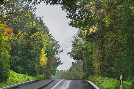植树林的乡村公路图片