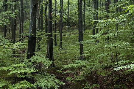 美丽 雨天在巴尔干山上的新森林顶峰褐色绿色沥青天空多云季节植物气氛白色图片