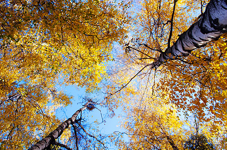 森林中的秋树和清蓝的天空与阳光季节树叶植物森林山毛榉场景叶子公园环境颜色图片