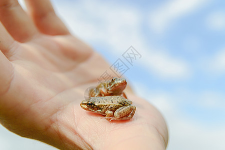 青蛙生物野生动物蓝色异国生态手指情调危险蟾蜍荒野图片