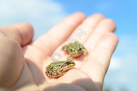 青蛙濒危热带蓝色手指眼睛情调蟾蜍生物荒野天空图片