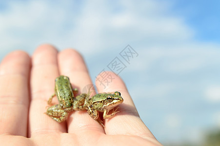 青蛙情调危险异国环境蟾蜍天空手指野生动物眼睛濒危图片