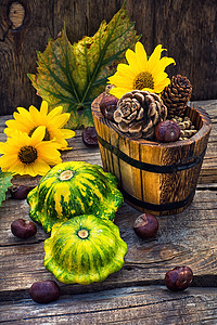 秋天与壁球一起生活收成南瓜葫芦生长农业食物板栗垃圾桶盒子增值税背景图片