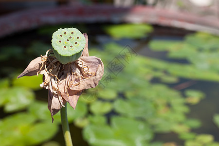 莲莲种子头植物池塘草药花头花坛雨滴水生植物场景花园图片