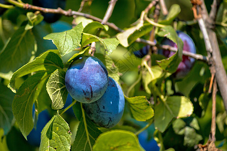 绿树上的李梅农业植物紫色水果花园生长维生素食物饮食果汁图片