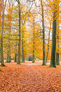 荷兰的森林陷落在荷兰的森林中树木植物树叶季节性农村季节图片