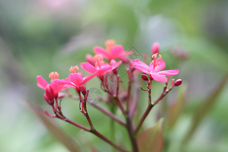 粉红色 Ixora 小粉色软底花粉异国植物学装潢团体仙丹衬套花瓣植物美丽图片