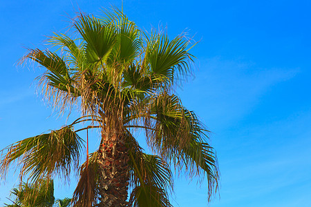 蓝天空背景上的棕榈树叶子植物森林植物群硼酸美食树干生态花园热带图片