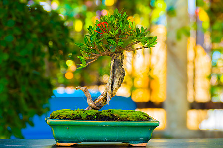 在bokeh背景上近距离拍摄的邦赛爱好花园季节陶器艺术品绿色叶子艺术生长植物图片