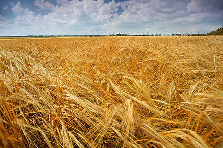 小麦田场景谷物食物玉米种子金子植物天空季节农场图片
