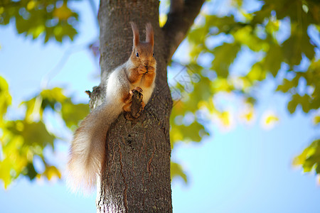 树上的松松鼠绿色砗磲哺乳动物宠物松树尾巴橡子棕色森林植物图片