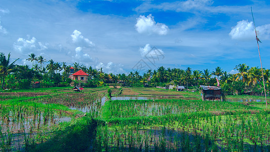位于巴厘的乌布德镇阳光明媚的稻田上的孤单房屋图片