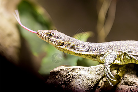 微小的伊扎德花生爬虫宠物危险蜥蜴捕食者栖息地动物学监视器侵略眼睛图片