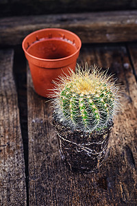 美丽的小仙人掌花盆绿色圆形生长花园植物学植物热带异国肉质图片