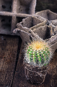 美丽的小仙人掌泥炭园艺肉质生长异国叶子植物群花园植物学圆形图片