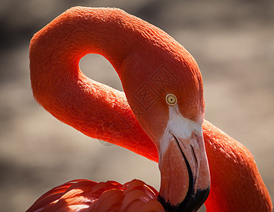 火烈哥火烈鸟风景反射鸟类粉色团体生活羽毛公园旅行图片