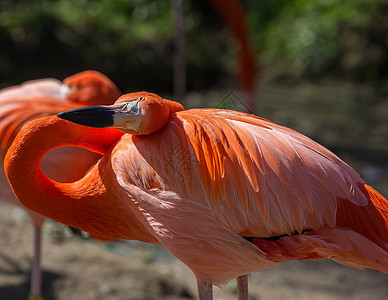 火烈哥火烈鸟反射羽毛鸟类粉色风景公园旅行生活野生动物图片